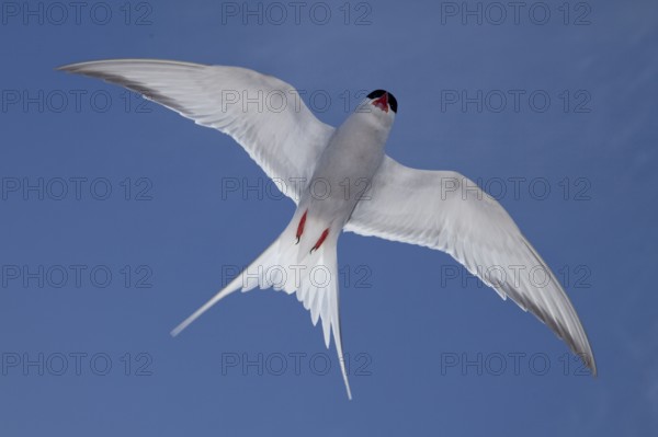Arctic tern (Sterna paradisaea), tern, terns, exempt, Iceland, Europe