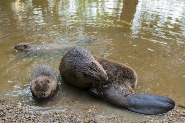 European beaver (Castor fiber) and young, Rosenheim, Bavaria, Germany, Europe