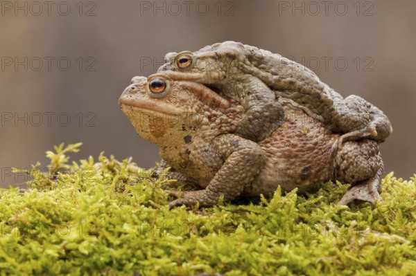 Common toad (Bufo bufo), Mating, Rhineland-Palatinate, Germany, Europe
