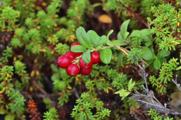 Ripe red berries of a cowberry close up in bright sunlight