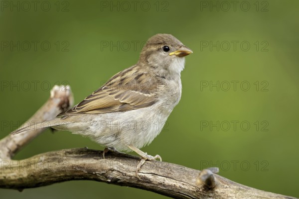 Young house sparrow