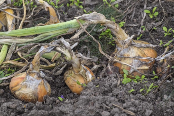 Ripe common onions (Allium cepa)