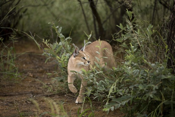 Caracal (caracal caracal), Adult, Namibia, Africa