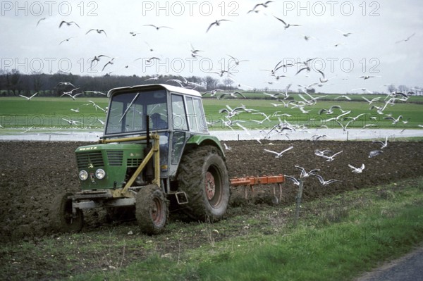 Ploughing Tractor with Gulls