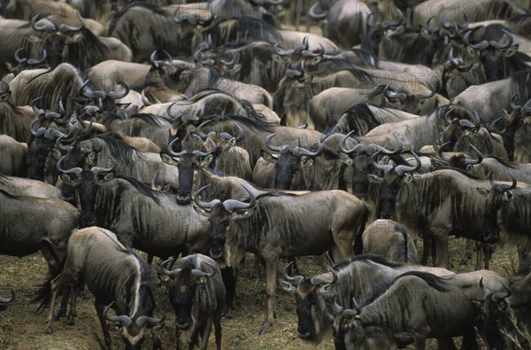Blue Wildebeest (connochaetes taurinus), Herd during Migration, Masai Mara park in Kenya