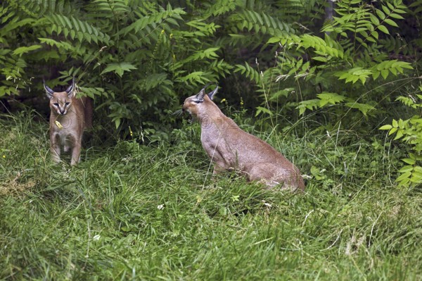 Caracal (caracal caracal), Adults standing on Grass