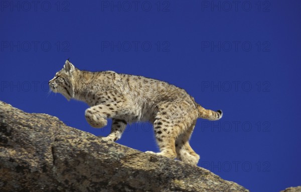 Bobcat (lynx rufus), Adult standing on Rocks, Canada, North America
