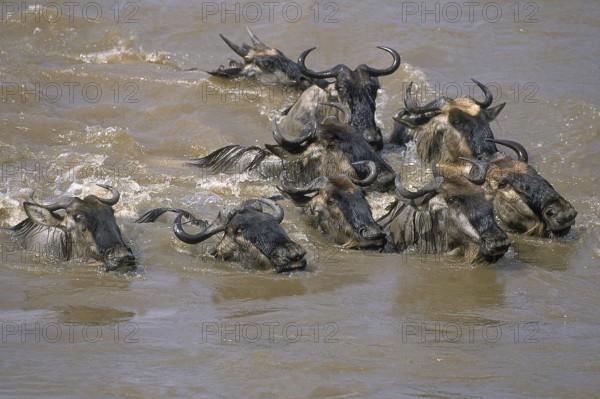 BLUE WILDEBEEST (connochaetes taurinus), GROUP CROSSING MARA RIVER, MASAI MARA PARK IN KENYA