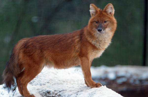 Dhole (Cuon alpinus), dhole, lateral, side, Schnee, snow