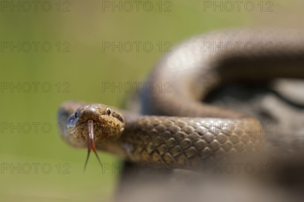 Smooth snake (Coronella austriaca) North Rhine-Westphalia, Germany, Europe