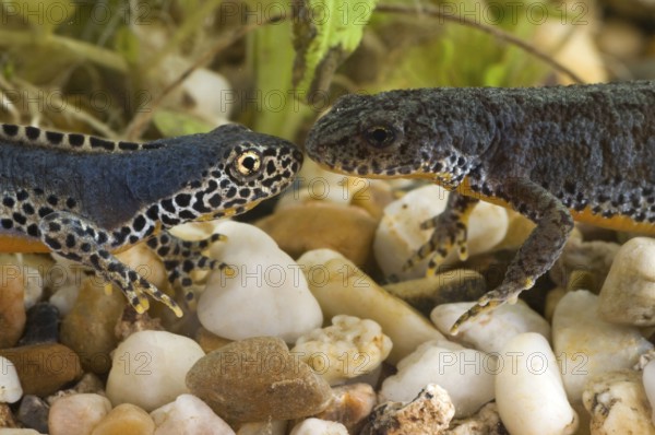 Alpine newts (Triturus alpestris), pair