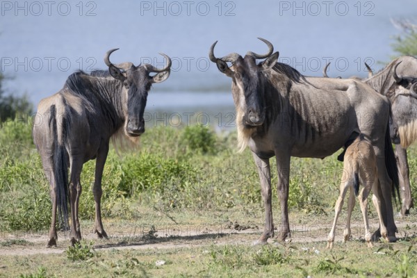 Wildebeest (Connochaetes), cows with calf, Ndutu Conservation Area, Tanzania, Africa