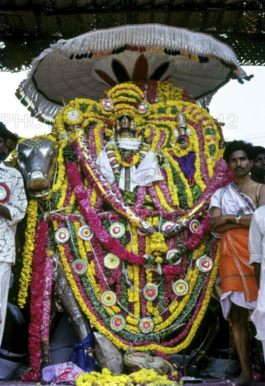 Lord Kumbeswara with goddess Mangalambigai in decorated Rishaba Vahanam places in the bank of the Mahamakam Mahamaham Mahamagam tank in Kumbakonam, Tamil Nadu, India, Asia