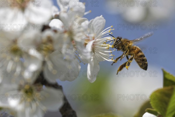 Bee pollinates a flower