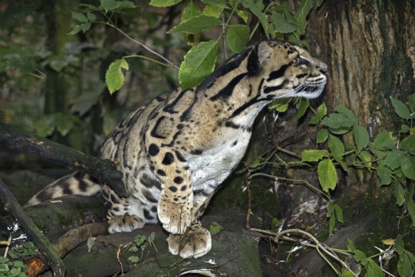 Clouded leopard (neofelis nebulosa), ADULT