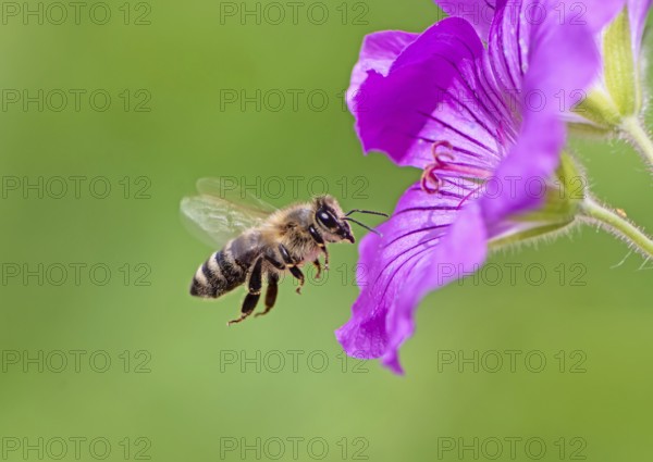 Honeybee flying to a purple geranium flower blossom