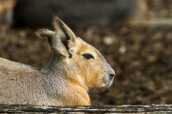 The greater patagonian mara (Dolichotis patagonum) it forms the genus of pampas hares