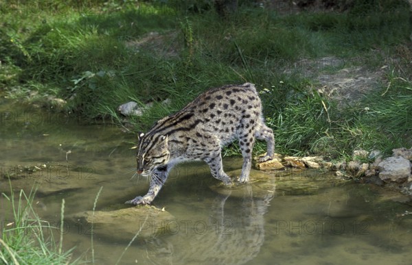 Fishing cat (prionailurus viverrinus), adult crosses water
