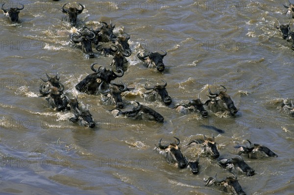 BLUE WILDEBEEST (connochaetes taurinus) CROSSING MARA RIVER IN MASAI MARA PARK, KENYA