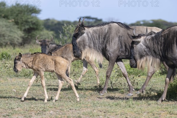 Wildebeest (Connochaetes), calf, newborn, juvenile, young, herd, Ndutu Conservation Area, Tanzania, Africa