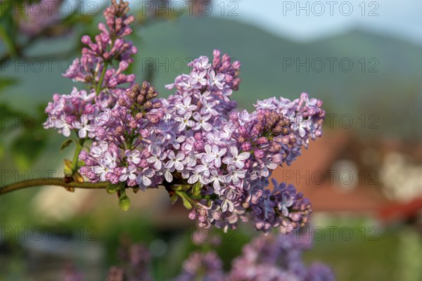 The common lilac (Syringa vulgaris), also known as the French lilac or simply the lilac blooming in the garden