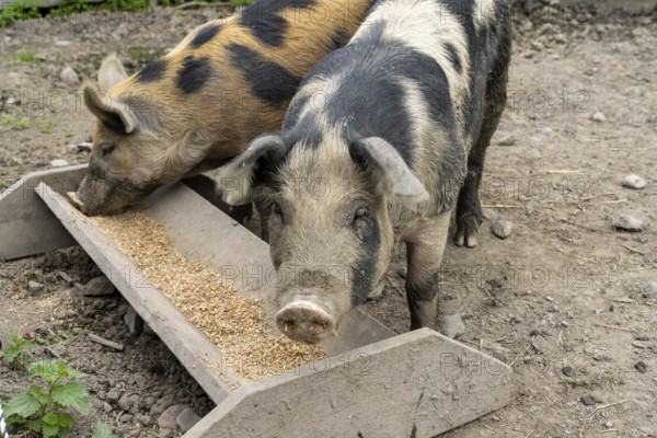 Close up of two adult Linderod pigs feeding at a trough in a pig sty
