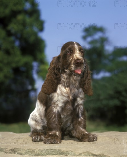 English Cocker Spaniel sitting