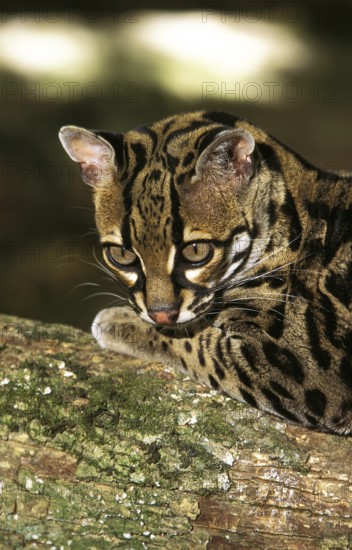 MARGAY CAT leopardus wiedi, HEAD OF THE ADULT
