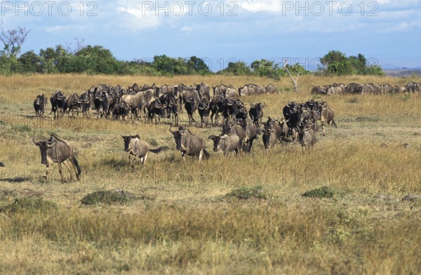 BLUE WILDBEEST (connochaetes taurinus), HERD HIKING, MASAI MARA PARK, KENYA