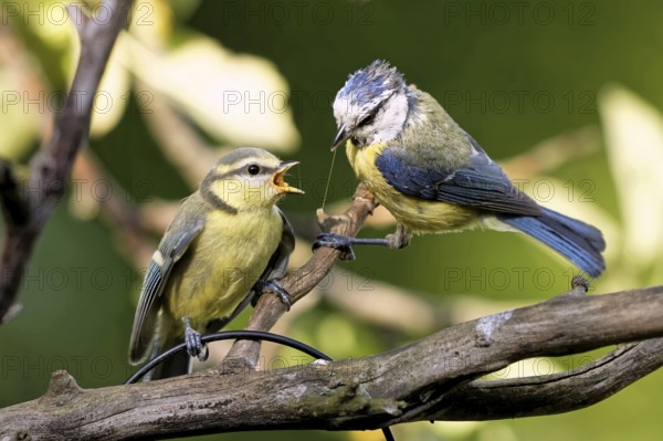 Blue tit feeding a branchling
