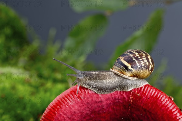 Autumn picture with snail on forest mushroom with moss and leaves
