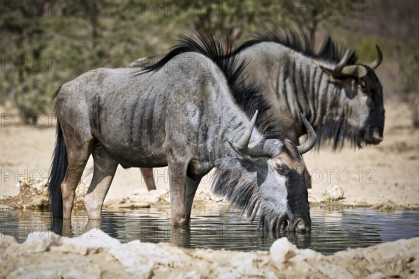 Drinking blue wildebeest (Connochaetes taurinus), Kgalagadi Transfrontier National Park, South Africa, Africa