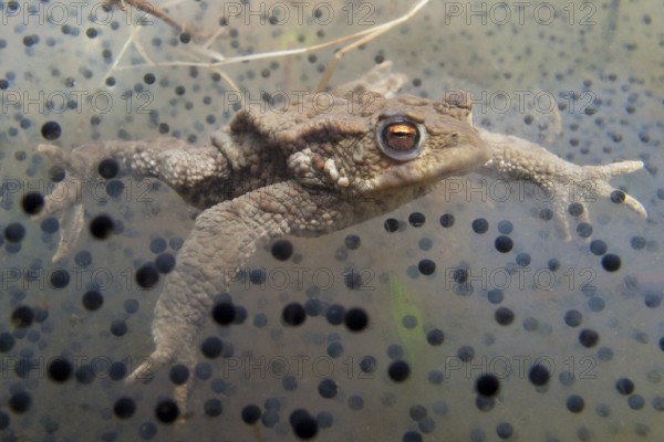 Common toad (Bufo bufo), underwater, spawn, Rhineland-Palatinate, Germany, Europe