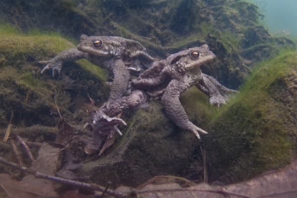 Common toad (Bufo bufo), under water, Rhineland-Palatinate, Germany, Europe