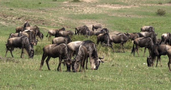 Blue Wildebeest (connochaetes taurinus), Herd during Migration, Masai Mara park in Kenya