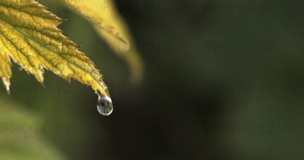 Rain falling on Anemone's Leaf, Normandy