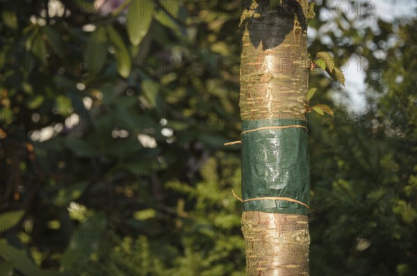 Sticky glue band tied around the trunk of a tree to prevent crawling insects, particularly ants which protect aphids from their predators, and the caterpillars of winter moths from colonising the tree