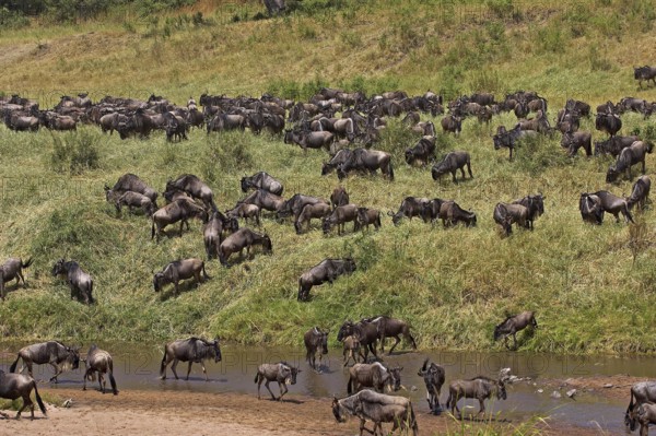 Blue Wildebeest (connochaetes taurinus), Herd Crossing River during Migration, Masai Mara park in Kenya