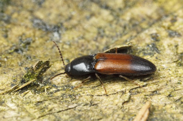 Ampedus balteatus (Ampedus balteatus), Germany, Europe