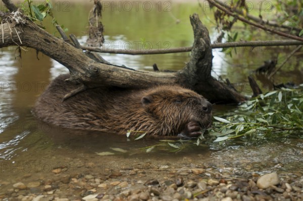 European beaver (Castor fiber), Rosenheim, Bavaria, Germany, Europe