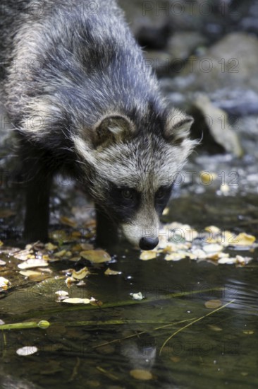 Tanuki