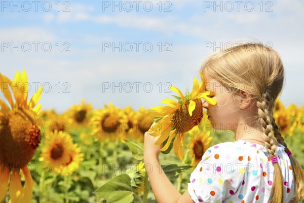 Child playing in sunflower field on sunny summer day. little girl plays with sunflowers