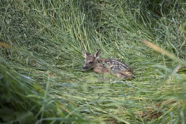 Fawn, Capreolus capreolus, European roe deer