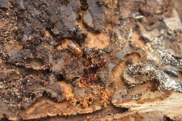 European spruce bark beetle in a spruce in the forest. The spruce bark beetle or european spruce bark beetle (Ips typographus)