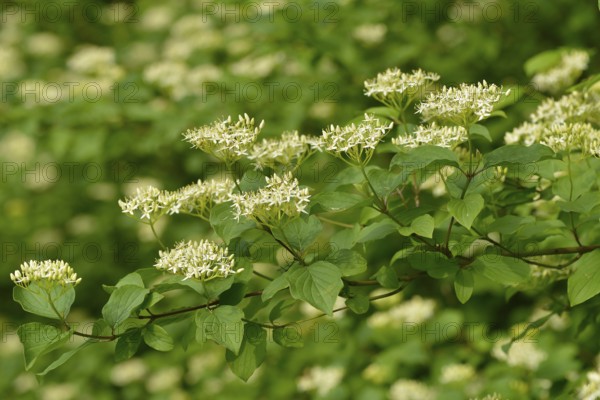Flowering elderberry. Sambucus nigra in bloom, lots of small white flowers
