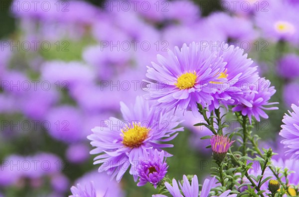 Aster Novi Belgii 07