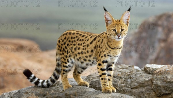 AI generated, animal, animals, mammal, mammals, biotope, habitat, one, individual, foraging, wildlife, caracal, caracal (Caracal caracal), lynx, lynxes