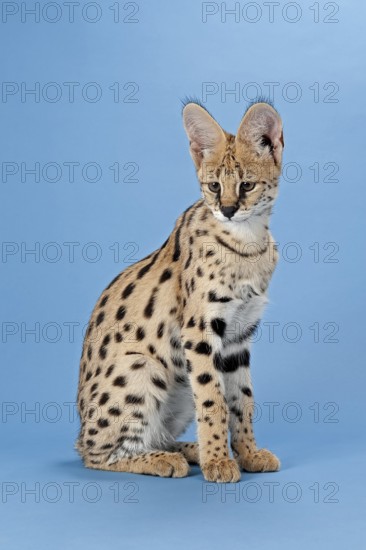 Serval (Leptailurus serval), juvenile, captive, studio photograph