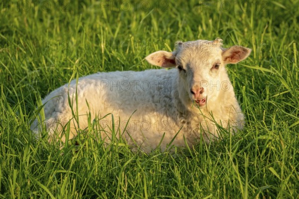 Curious lamb on a meadow looking into the camera