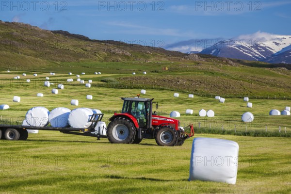 ICELAND, JUNE 29: Tractor bringing in hay bales from the fields for silage and winter feed for livestock in Iceland on June 29, 2013 in Iceland
